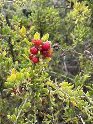 Baja desert-thorn(Lycium brevipes)