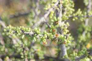 California desert-thorn(Lycium californicum)