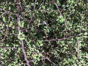 California desert-thorn(Lycium californicum)