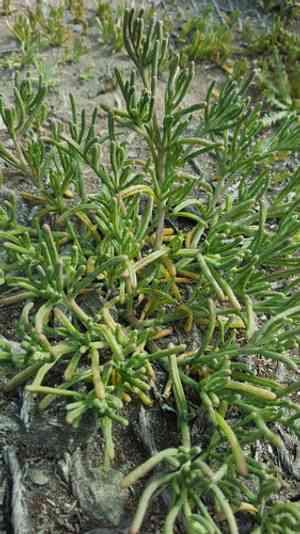 California desert-thorn(Lycium californicum)
