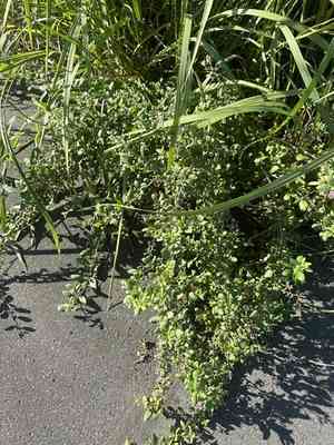 Chinese Boxthorn(Lycium chinense)