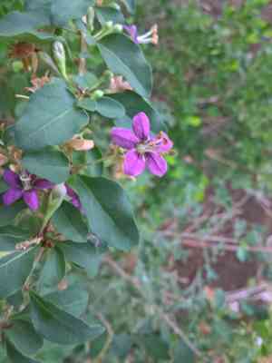 Chinese Boxthorn(Lycium chinense)