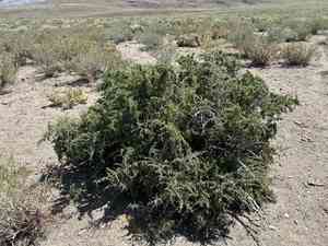 Peach thorn(Lycium cooperi)
