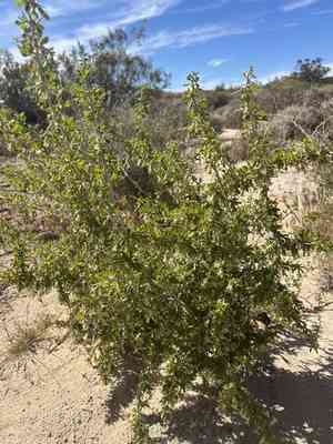 Peach thorn(Lycium cooperi)