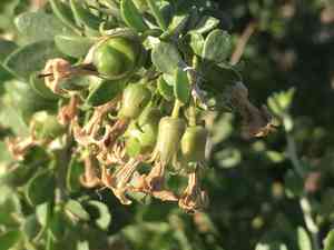 Peach thorn(Lycium cooperi)