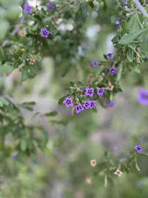 Fremont's desert-thorn(Lycium fremontii)