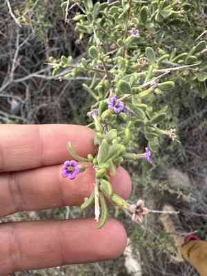 Fremont's desert-thorn(Lycium fremontii)