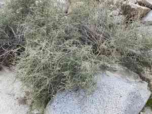 Fremont's desert-thorn(Lycium fremontii)
