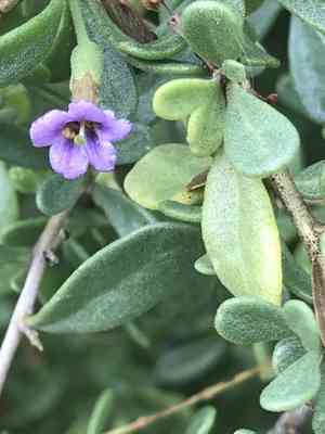 Fremont's desert-thorn(Lycium fremontii)