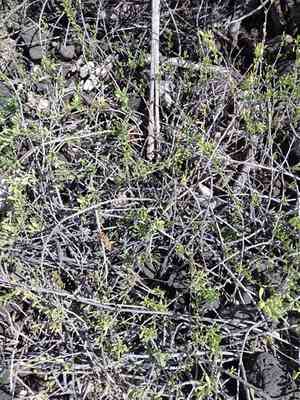 Hawai'i desert-thorn(Lycium sandwicense)