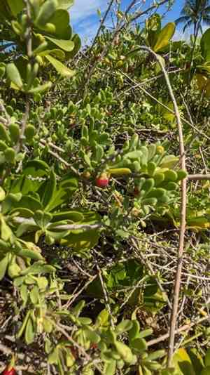 Hawai'i desert-thorn(Lycium sandwicense)