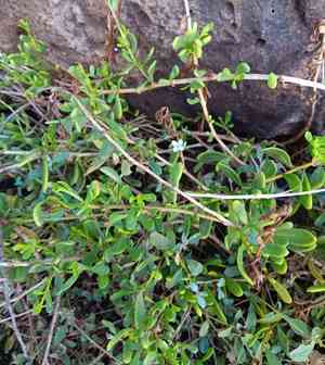 Hawai'i desert-thorn(Lycium sandwicense)