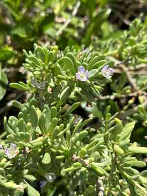 Hawai'i desert-thorn(Lycium sandwicense)