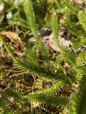 Stag's-horn clubmoss(Lycopodium clavatum)