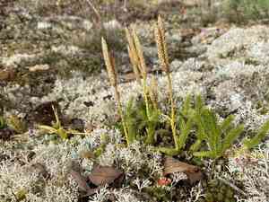 Stag's-horn clubmoss(Lycopodium clavatum)