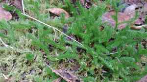 Stag's-horn clubmoss(Lycopodium clavatum)