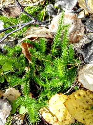 Stag's-horn clubmoss(Lycopodium clavatum)
