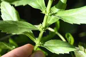 Rough bugleweed(Lycopus asper)