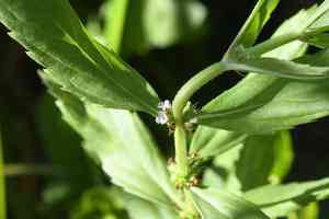Rough bugleweed(Lycopus asper)