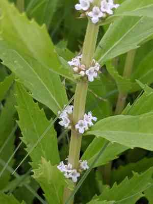 Rough bugleweed(Lycopus asper)