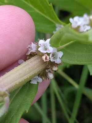 Rough bugleweed(Lycopus asper)
