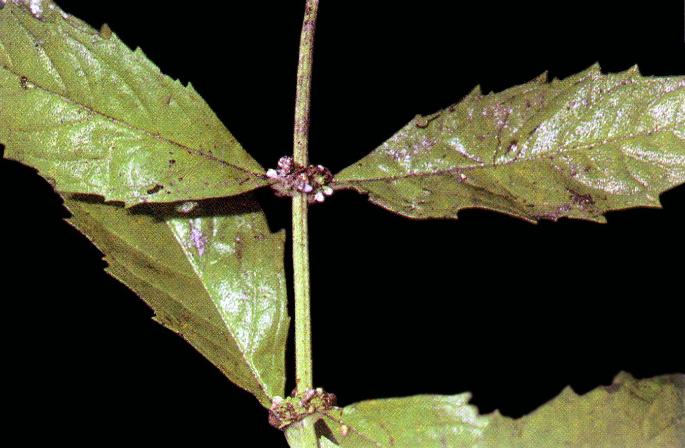 Bugleweed Roots How to Transplant Bugleweed: Complete Transplanting Guide | ForwardPlant