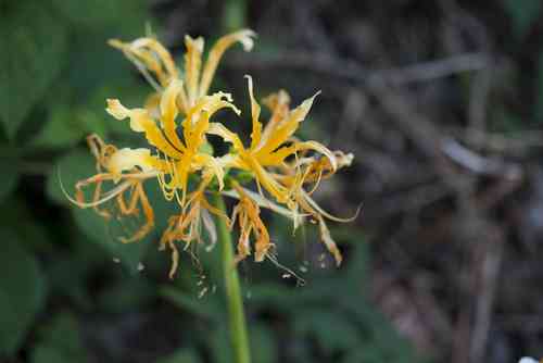 Golden spider-lily(Lycoris aurea)