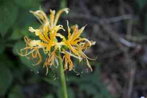 Golden spider-lily(Lycoris aurea)