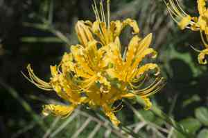 Golden spider-lily(Lycoris aurea)