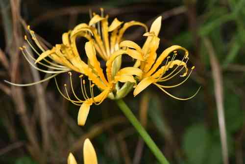 Golden spider-lily(Lycoris aurea)