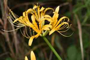 Golden spider-lily(Lycoris aurea)