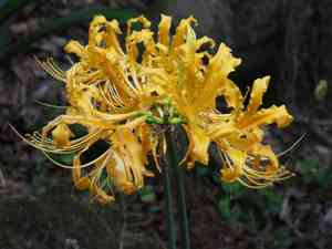 Golden spider-lily(Lycoris aurea)