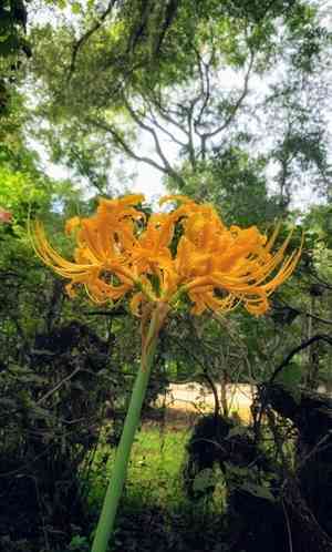Golden spider-lily(Lycoris aurea)