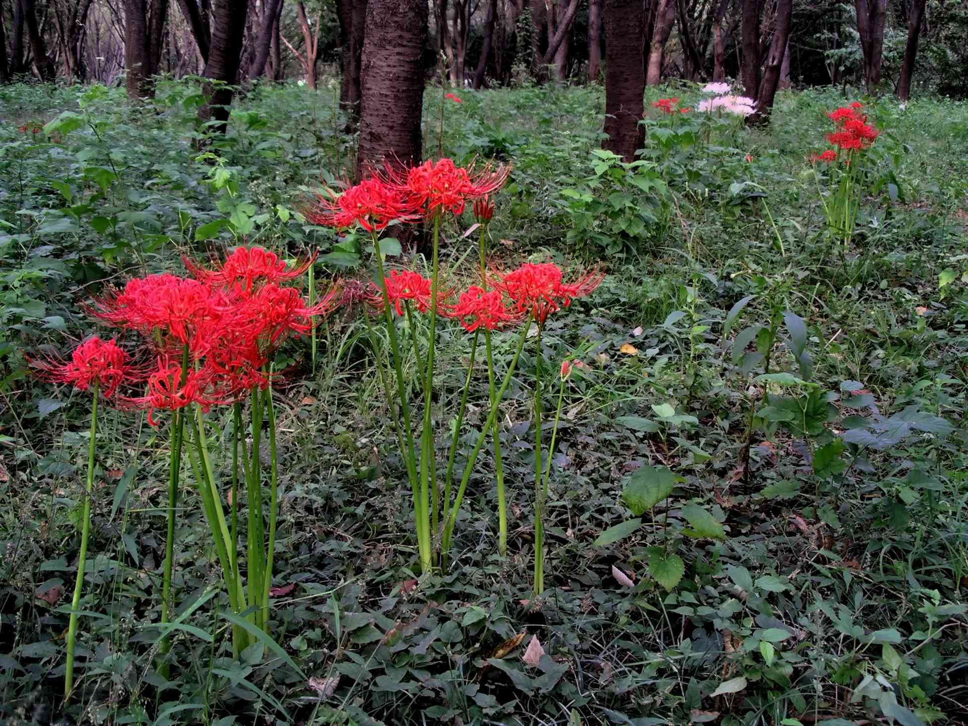 Red Spider lily(Lycoris radiata)