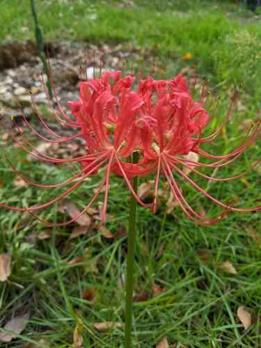Red Spider lily(Lycoris radiata)