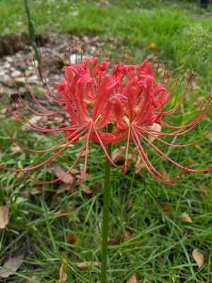 Red Spider lily(Lycoris radiata)
