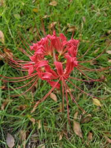 Red Spider lily(Lycoris radiata)