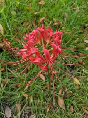 Red Spider lily(Lycoris radiata)