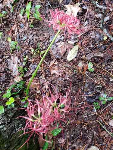 Red Spider lily(Lycoris radiata)