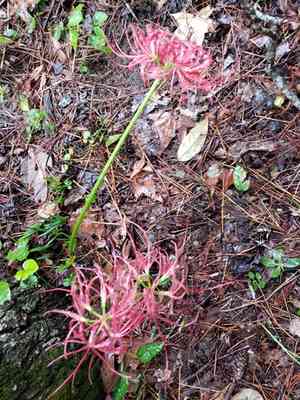 Red Spider lily(Lycoris radiata)