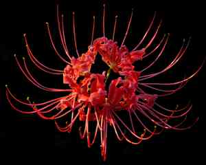 Red Spider lily(Lycoris radiata)
