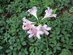 Resurrection lily(Lycoris squamigera)