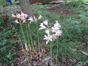 Resurrection lily(Lycoris squamigera)