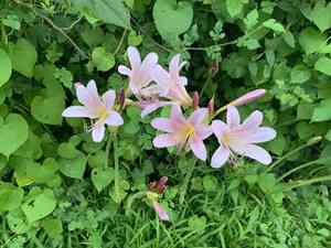 Resurrection lily(Lycoris squamigera)
