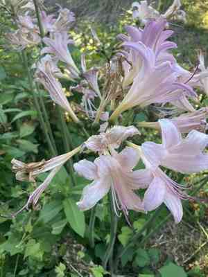 Resurrection lily(Lycoris squamigera)