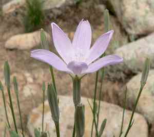 Skeletonplant (Lygodesmia)(Lygodesmia)