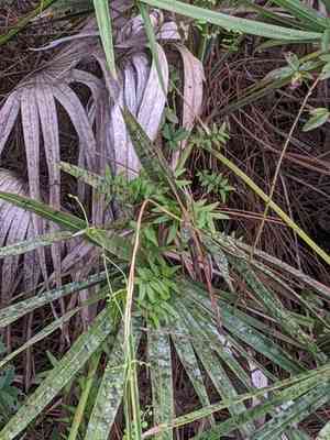 Old world climbing fern(Lygodium microphyllum)