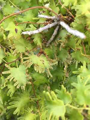 Old world climbing fern(Lygodium microphyllum)