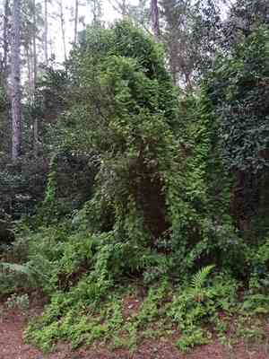 Old world climbing fern(Lygodium microphyllum)