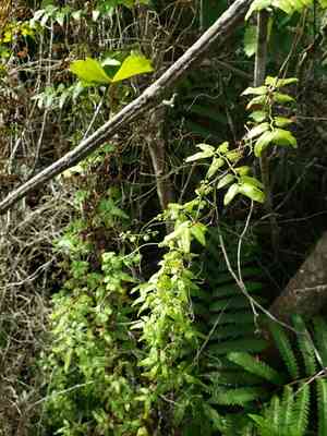 Old world climbing fern(Lygodium microphyllum)